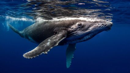 Tahiti Dive Management Rencontres
