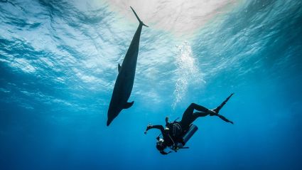 Tahiti Dive Management Plongée